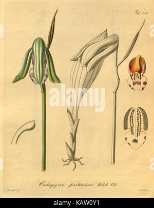 Diese Illustration aus dem Missouri Botanical Garden zeigt Xenia orchidacea, eine Orchideenart, in einer detaillierten Linienzeichnung. Sie hebt die Schönheit und die Feinheiten der Pflanze hervor und zeigt ihre Bedeutung in den botanischen Studien. Stockfoto