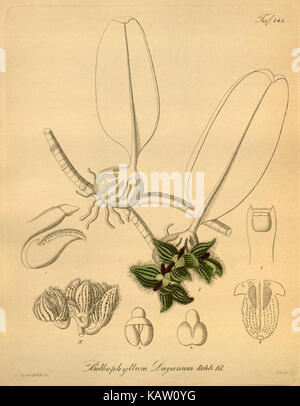 Eine Illustration von Xenia orchidacea aus einer botanischen Referenz, die die detaillierten Merkmale der Pflanze darstellt, die in der Sammlung des Missouri Botanical Garden gefunden wurde. Stockfoto