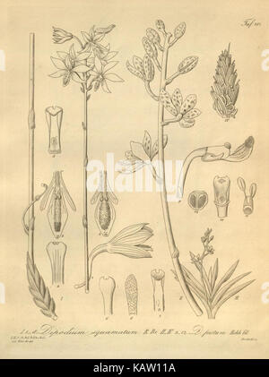 Dies bezieht sich auf eine botanische Illustration von Xenia orchidacea, einer Orchideenart, wahrscheinlich aus einem historischen Text oder Katalog. Klicken. 107 schlägt die Platzierung in einem bestimmten Band oder Referenzwerk vor. Stockfoto