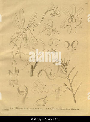 Eine Illustration der Xenia orchidacea aus einem botanischen Buch, das die detaillierte Zeichnung dieser Orchideenart zeigt. Das Bild ist Teil einer Sammlung im Missouri Botanical Garden. Stockfoto