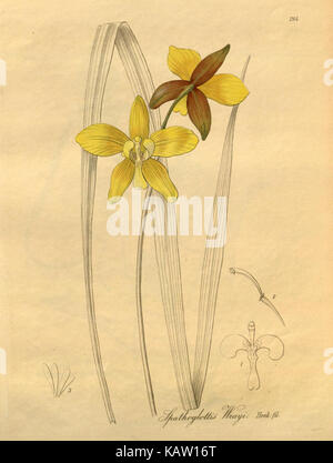 Eine Illustration von Xenia orchidacea, einem Meeresorganismus, dargestellt in Platte 264. Diese Darstellung bietet einen detaillierten Überblick über die Struktur des Organismus und hebt seine Merkmale in Meeresbiologie hervor. Stockfoto