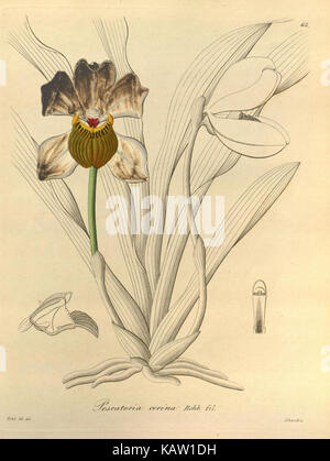 Diese botanische Illustration aus dem Missouri Botanical Garden zeigt die „Xenia orchidacea“, die die einzigartigen Merkmale der Orchideenarten zeigt. Das Kunstwerk ist Teil des botanischen Archivs, das für Forschung und Bildung genutzt wird. Stockfoto