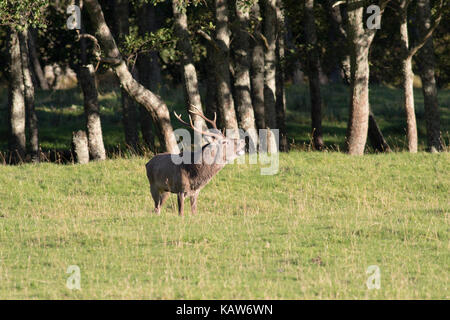Red Deer Hirsch (Cervus elaphus) Brüllen während der Brunftzeit, Scottish Highlands, Großbritannien Stockfoto
