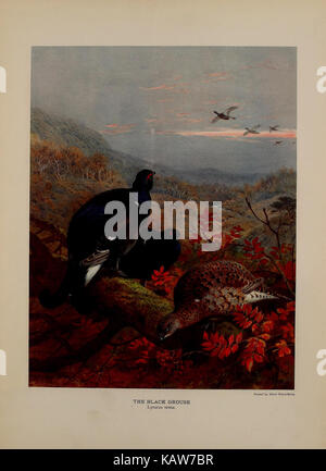 Die natürliche Geschichte der britischen Federwild (21519832050) Stockfoto