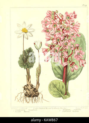 Diese Illustration aus der botanischen Sammlung zeigt das Design und Layout eines neu gegründeten botanischen Gartens. Das Bild zeigt verschiedene Pflanzenarten und -Merkmale, was die wissenschaftliche und pädagogische Bedeutung botanischer Gärten für die Pflanzenforschung und den Pflanzenschutz unterstreicht. Stockfoto