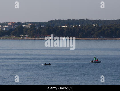 Paar um Delfine schwimmen im Meer, Lanterna, Novigrad, Kroatien. Stockfoto