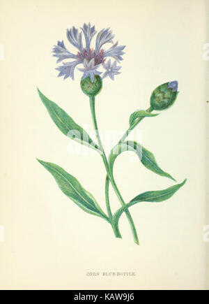 Eine Illustration von Wildblumen aus Platte 24, die verschiedene Arten von Blumen in ihrer natürlichen Umgebung zeigt. Dieses Kunstwerk bietet einen detaillierten Einblick in die Pflanzenvielfalt. Stockfoto