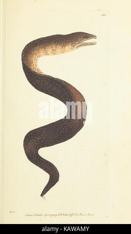 Verschiedenes Der Naturforscher, oder farbige Abbildungen von natürlichen Objekten BHL 40296859 Stockfoto