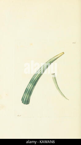 Verschiedenes Der Naturforscher, oder farbige Abbildungen von natürlichen Objekten BHL 40296824 Stockfoto