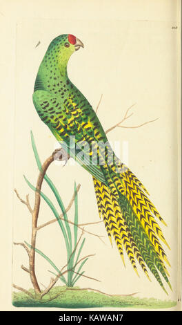 Verschiedenes Der Naturforscher, oder farbige Abbildungen von natürlichen Objekten BHL 40296830 Stockfoto