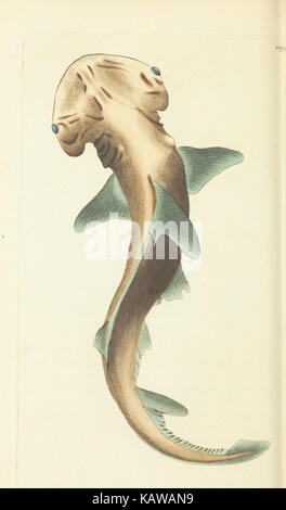 Verschiedenes Der Naturforscher, oder farbige Abbildungen von natürlichen Objekten BHL 40296836 Stockfoto