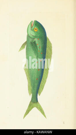 Verschiedenes Der Naturforscher, oder farbige Abbildungen von natürlichen Objekten BHL 40296954 Stockfoto