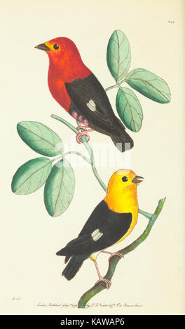 Verschiedenes Der Naturforscher, oder farbige Abbildungen von natürlichen Objekten BHL 40296992 Stockfoto