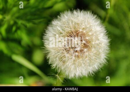 Flauschige snow-white Löwenzahn wartet auf ein Windstoß, so dass die Samen im gesamten Bezirk zerstreuen. Stockfoto