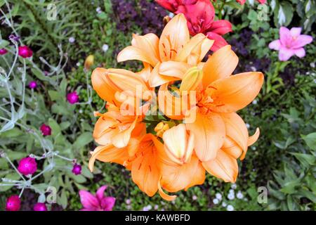 Orange Lilie in einem privaten Garten wachsen. Stockfoto