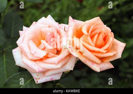 Ein Paar schöne Orangenrosen, die im Garten wachsen. Stockfoto