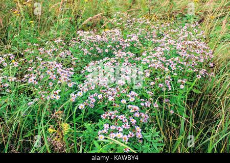 Feld Gänseblümchen wachsende unter den hohen, grünen Gras. Stockfoto