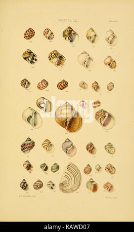 Eine Illustration aus dem Thesaurus Conchyliorum, einem umfassenden Werk, das verschiedene Gattungen von Muscheln dokumentiert. Das Stück zeigt detaillierte Darstellungen von Weichtierarten. Stockfoto