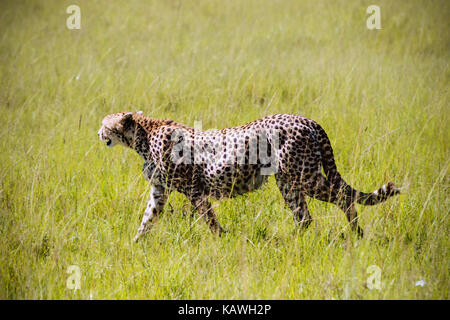 Cheetah im Gras in der natürlichen Umwelt in Afrika Stockfoto