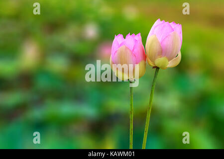 Twin Lotus Blumen hell Blüte in einer ruhigen und friedlichen natürlichen tropischen Teich im Frühling in Asien. Stockfoto