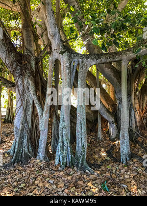 Ft. Myers, Florida, USA. Banyan Tree (Ficus benghalensis) Luftwurzeln, Thomas Edison Winter Estate. Größte Banyan in der kontinentalen USA. Stockfoto