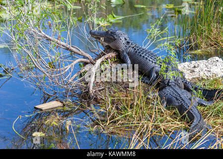 Der Everglades National Park, Florida. American alligator ruht in der Mitte Tag Sonne. Stockfoto