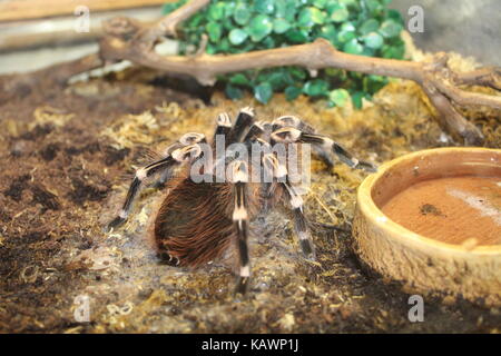 Tiere Stockfoto