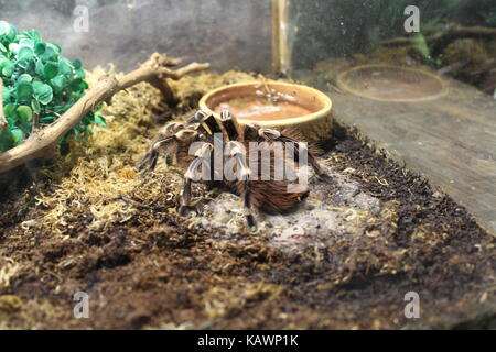 Tiere Stockfoto