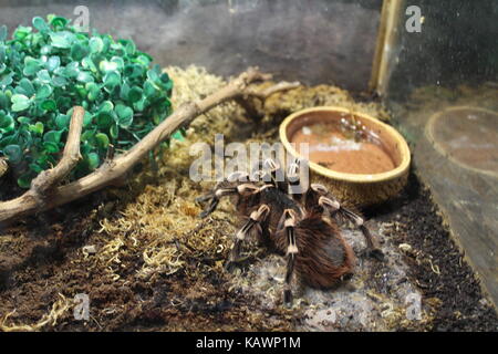 Tiere Stockfoto