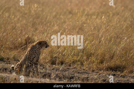 Gepard (Acinonyx jubatus) scannt den Horizont auf der Suche nach Beute auf die Savanne in der Masai Mara, Kenia Stockfoto