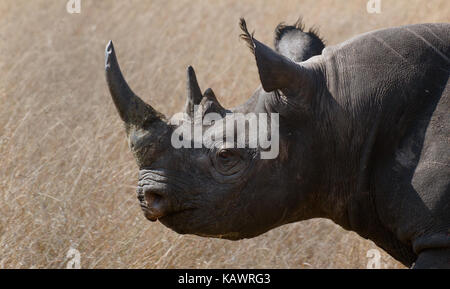 Nahaufnahme von spitzmaulnashorn (Diceros bicornis) in der Masai Mara, Kenia Stockfoto