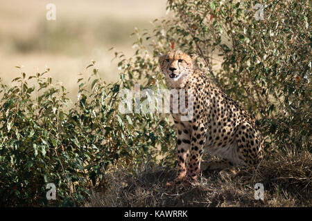 Gepard (Acinonyx Jubatus) scannt die Savanne auf einem turmite Damm in der Masai Mara, Kenia Stockfoto