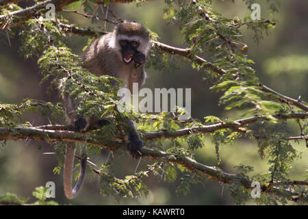 Meerkatze (Chlorocebus pygerythrus) essen Obst und Vegetation im Baum in der Masai Mara, Kenia Stockfoto