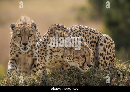 Zwei Geparden (Acinonyx jubatus) auf turmite Damm stalking Opfer in der Masai Mara, Kenia Stockfoto