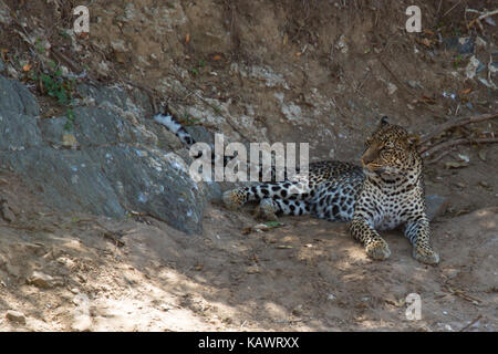 Leopard (Panthera pardus) liegt in den Schatten neben dem Fluß in der Masai Mara, Kenia Stockfoto