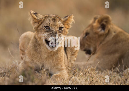 Lion cub Hinlegen und knurrend mit Mutter Löwin hinter in der Masai Mara, Kenia Stockfoto