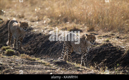 Geparden (Acinonyx jubatus) stalking Raub auf den Ebenen in der Masai Mara, Kenia Stockfoto