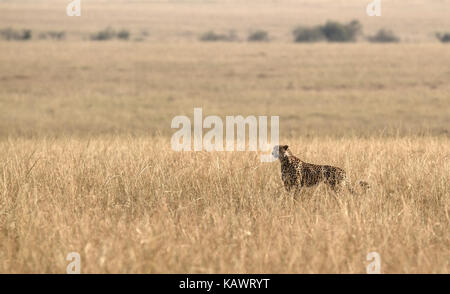 Gepard (Acinonyx jubatus) scannt den Horizont auf der Suche nach Beute auf die Savanne in der Masai Mara, Kenia Stockfoto