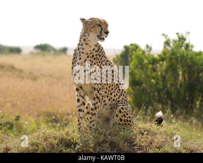 Gepard (Acinonyx Jubatus) scannt die Savanne auf einem turmite Damm in der Masai Mara, Kenia Stockfoto