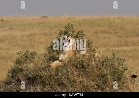 Löwin (Panthera leo) Gähnen und zeigt Zähne auf dem angehobenen Damm in der Masai Mara, Kenia Stockfoto