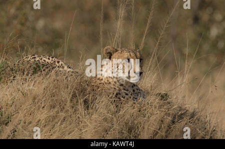 Gepard auf der Suche nach Beute auf Damm. Die Masai Mara, Kenia Stockfoto