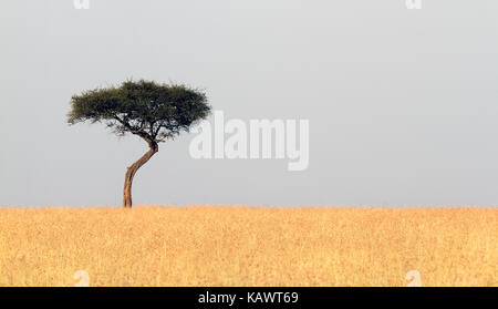 Einsame Akazie auf dem Mara Plains. Die Masai Mara, Kenia Stockfoto