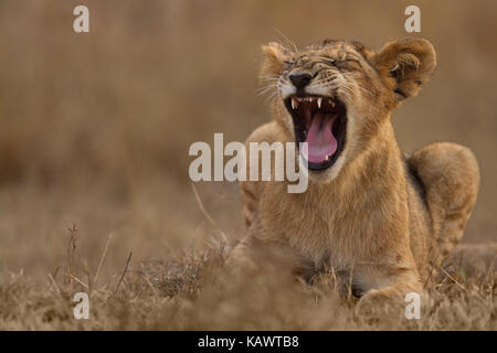 Sleepy Lion Cub Gähnen. Die Masai Mara, Kenia Stockfoto