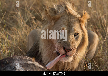 Männliche Löwe essen Gnus Beute. Die Masai Mara, Kenia Stockfoto