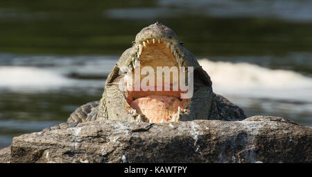 Großes Krokodil Aalen auf einem Felsen mit Schutzbacken klaffende. Murchison Nationalpark, Uganda Stockfoto