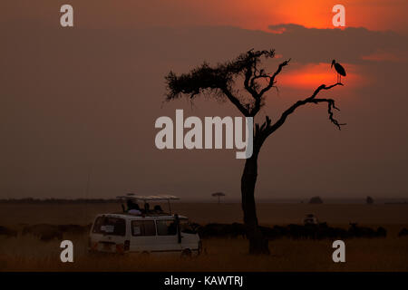 Safari Van beobachten ein Marabu im Baum während einer afrikanischen Sonnenuntergang. Die Masai Mara, Kenia Stockfoto