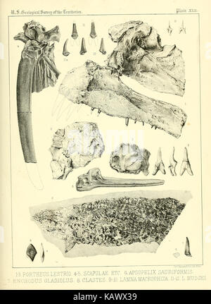 Diese Studie untersucht die Wirbeltierfossilien, die in den Kreideformationen der westlichen Regionen gefunden wurden. Im Mittelpunkt stehen die fossilen Überreste antiker Arten und ihre Bedeutung für die paläontologische Forschung. Stockfoto
