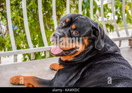 Rottweiler männlichen Kopf geschossen reinrassigen Stockfoto