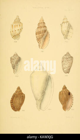 Thesaurus conchyliorum, oder Monographien der Gattungen der Tanks (Thess.pl. 516) (6102863775) Stockfoto