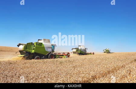 Ein paar vereint eine Schwade mitten durch ein Weizenfeld während der Ernte Stockfoto